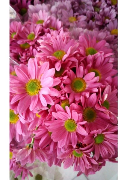 10 Adet Pembe Papatya Çiçek Tohumu