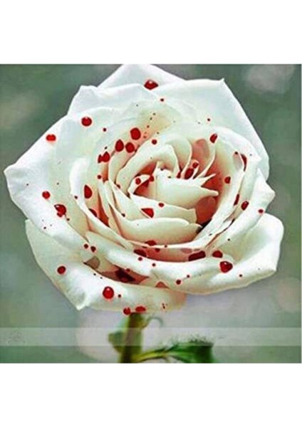 5 Adet Redspotwhite Gül Tohumu