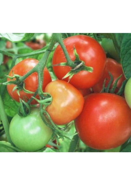 10 Adet Soğuklara Dayanıklı Domates Tohumu