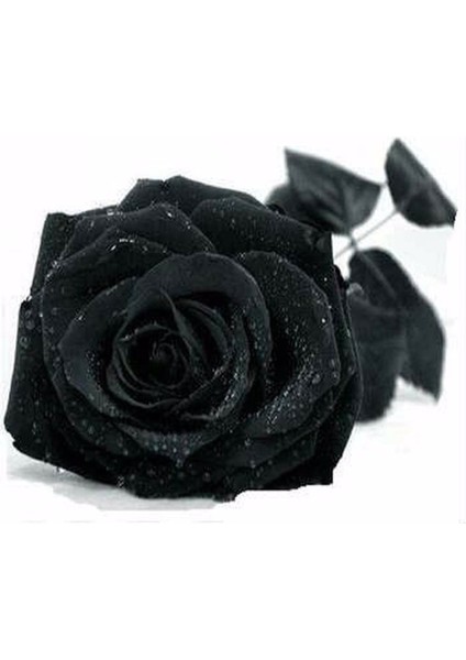 5 Adet Siyah Gül Tohumu