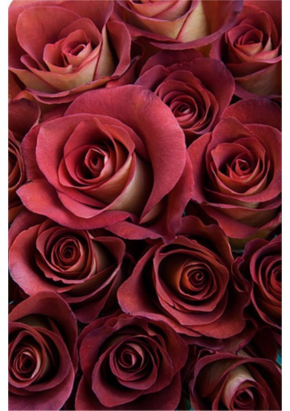 5 Adet Leonidas Gül Tohumu