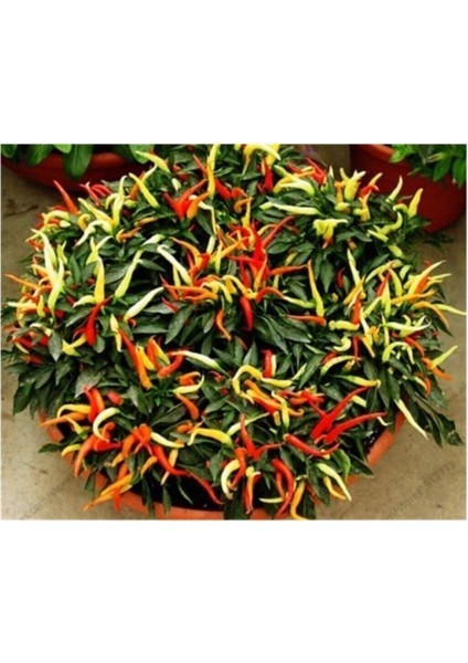 Acı Burbiye Süs Biberi Tohumu 20 Adet Tohum