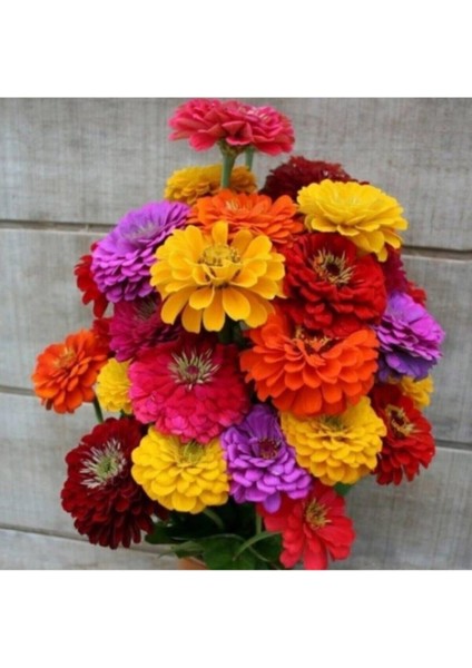 Dev Çiçekli Zinya Tohumu Kaliforniya 10 12 Adet