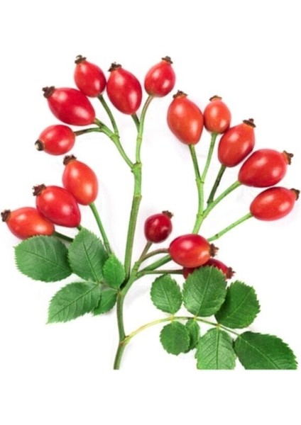 Kuşburnu Tohumu 5 Adet Tohum Kuş Burnu Meyvesi