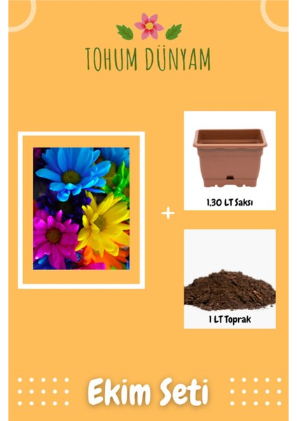 Canlı Renklerde Papatya Tohumu Ekim Seti