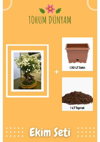 Bodur Beyaz Gül Tohumu Ekim Seti