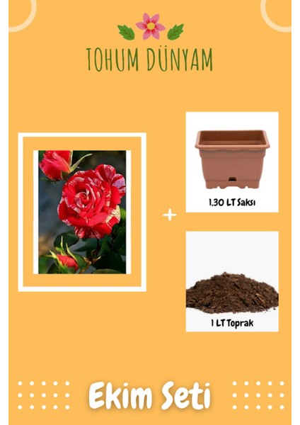 Özel Renkli Gül Tohumu Ekim Seti