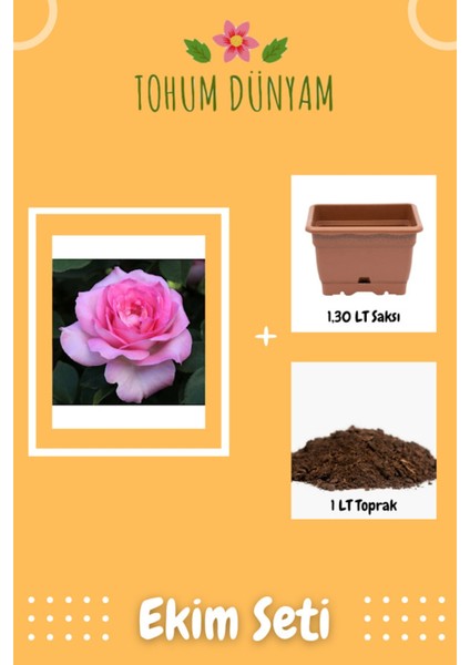 Pembe Beverly Gül Tohumu Ekim Seti