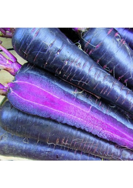 20 Havuç Deep Purple Havuç Tohumu