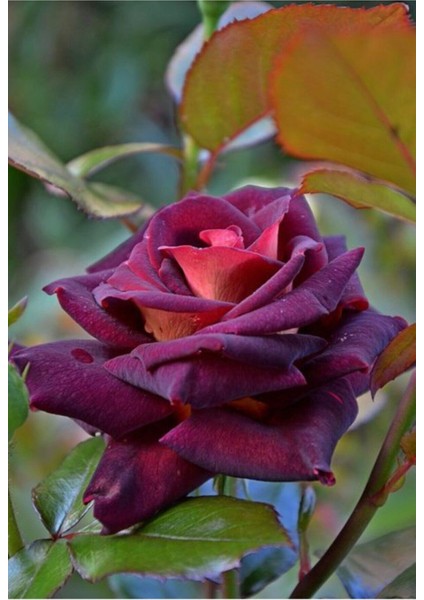 10 Adet Bordo Renkli Gül Çiçeği Tohumu