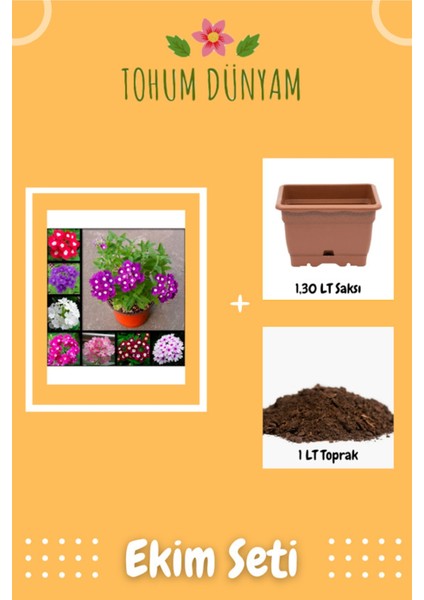 Karışık Renkli Mine (Verbena) Çiçeği Tohumu Ekim Seti