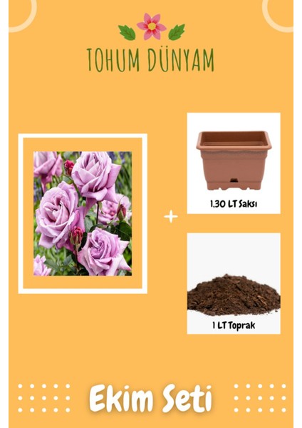 Kokulu Lila Gül Tohumu Ekim Seti