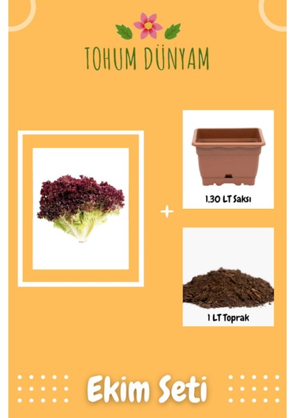 Kırmızı Kıvırcık Marul Tohumu Ekim Seti