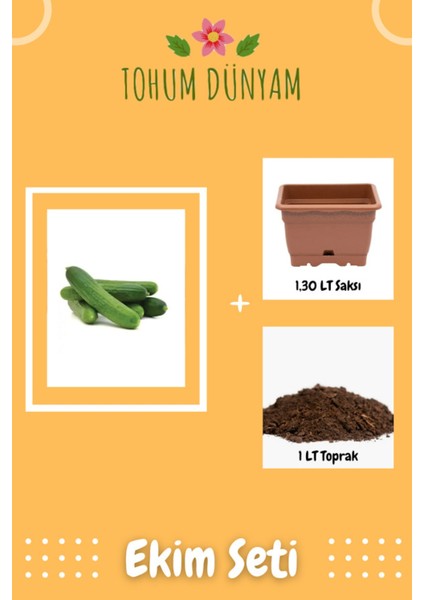 Meşhur Çengelköy Salatalık Tohumu Ekim Seti