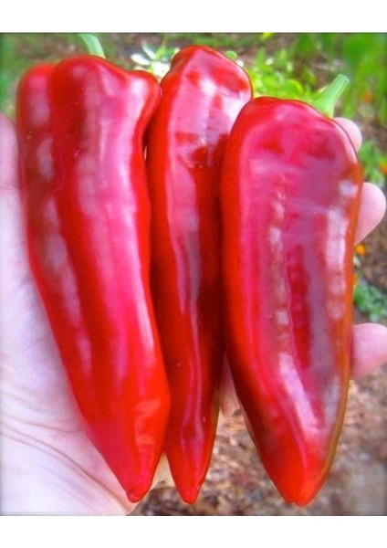 25 Adet Sweet Sweet Heirloom Kırmızı Dev Marconi Biber