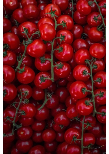 100 Adet Large Red Cherry Domates Tohumu