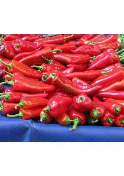 20 Adet Tatlı Kırmızı Biber Tohumu