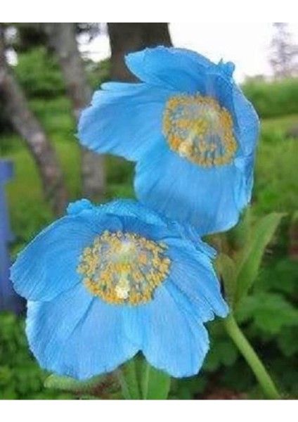 10 Adet Blue Hımalayan Poppy Tohumu