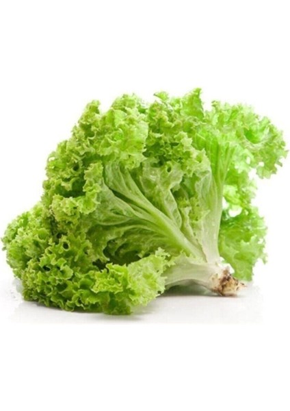 Kıvırcık Marul Tohumu 400 Adet Tohum Sebze Tohumu