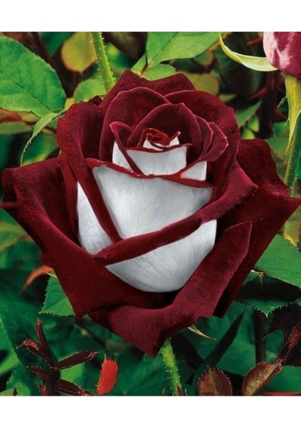 10 Adet Redwhite Gül Tohumu