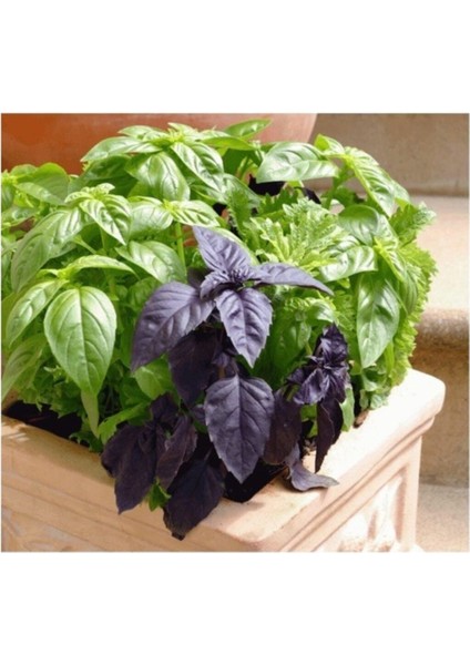 Agrobazaar Yeşil Mor Reyhan Otu 100+ Tohum