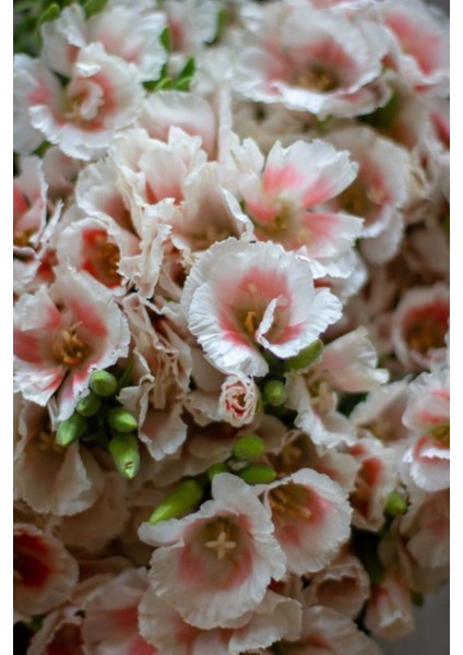 Pudra Godetya Yer Açelyası Çiçek Tohumu 10 15 Adet