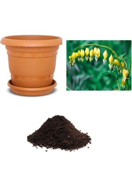 Ithal Sarı Dicentra Çiçeği Tohumu Ekim Seti