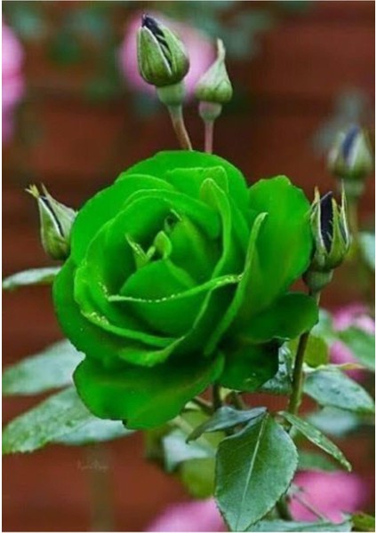 5 Adet Yeşil Gül Tohumu