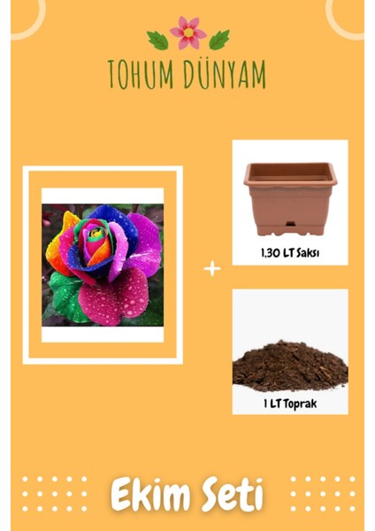 Kadife Gökkuşağı Gül Tohumu Ekim Seti