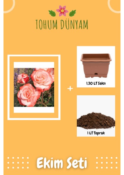 Turuncu Auf Die Freundschaft Gül Tohumu Ekim Seti