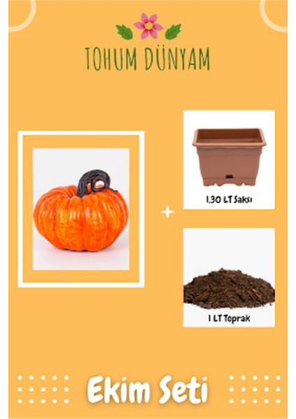 Turuncu Bal Kabağı Tohumu Ekim Seti