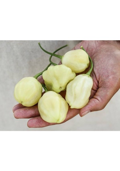 Sugar Rush Acı Biber Tohumu