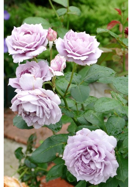 5 Adet Novalis Gül Tohumu