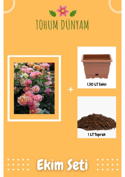 Sarı Pembe Yediveren Gül Tohumu Ekim Seti