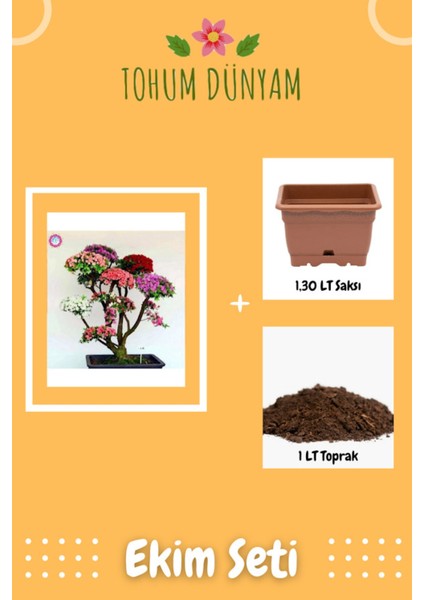 Japon Gülü Ağacı Bonsai Tohumu Ekim Seti