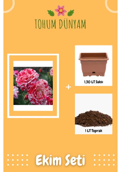 Pembe Beyaz Abracadabra Gül Tohumu Ekim Seti