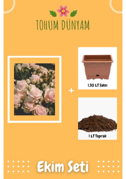 Kokulu Pudra Pembe Gül Tohumu Ekim Seti