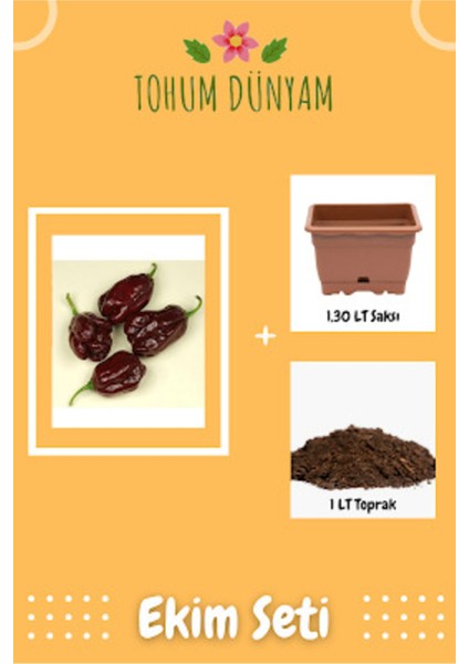 Kahverengi Habanora Acı Biber Tohumu Ekim Seti