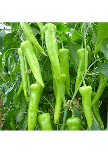Çarliston Biber Tohumu 10 Adet Tohum