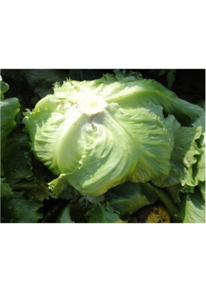 Iceberg Marul Tohumu 400+ Tohum