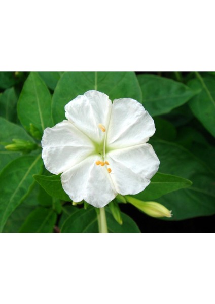 5 Adet Beyaz Sarmaşık Çiçeği (Gündüz Sefası) Tohumu