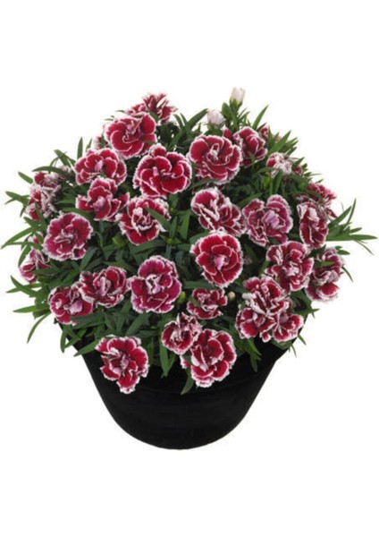 Karışık Çin Karanfili Çiçeği Tohumu 5 Adet Tohum Çiçek Tohumu