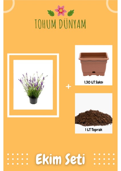 Nadir Ithal Mis Kokulu Ingiliz Lavanta Çiçeği Tohumu Ekim Seti