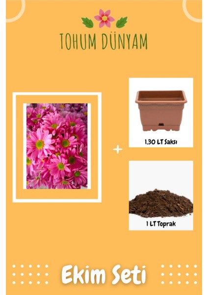 Pembe Papatya Çiçek Tohumu Ekim Seti