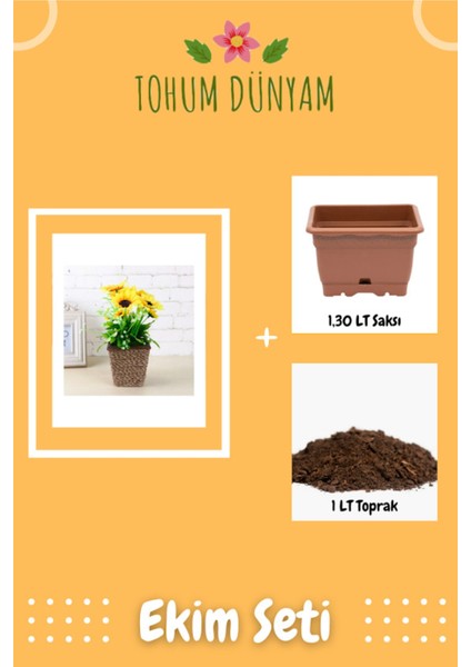 Süs Ayçiçeği Tohumu Ekim Seti