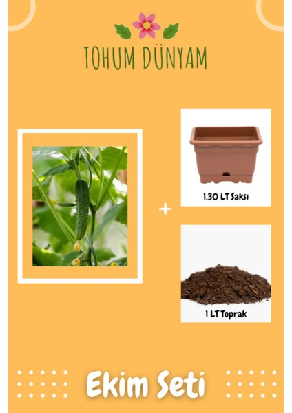 Kornişon Salatalık Tohumu Ekim Seti