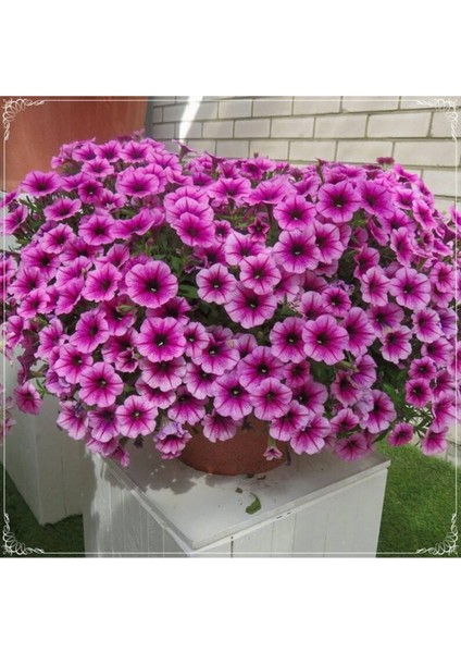 20 Adet Hanging Snowball Petunia Tohumu