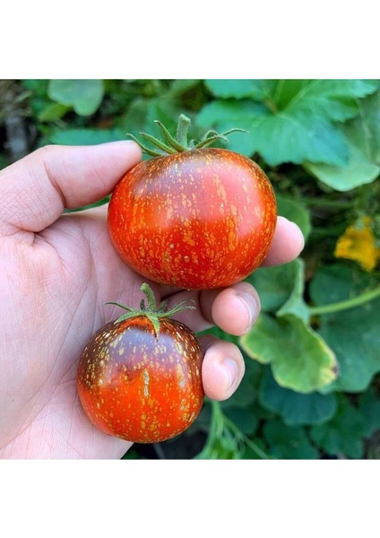 20 Adet Cosmos Domates Tohumu