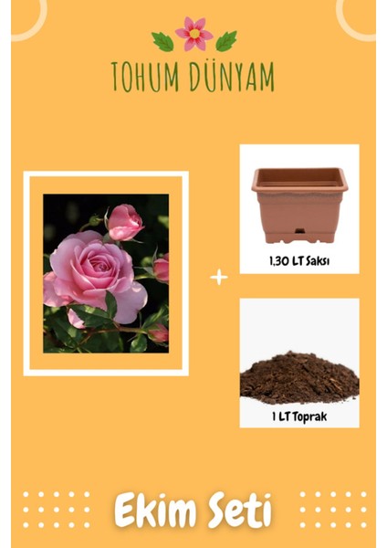 Kokulu Açık Pembe Gül Tohumu Ekim Seti