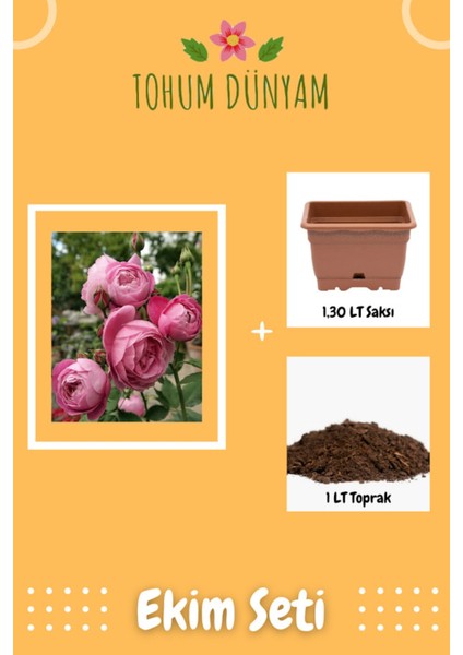 Kokulu Gül Kurusu Hollanda Gül Tohumu Ekim Seti